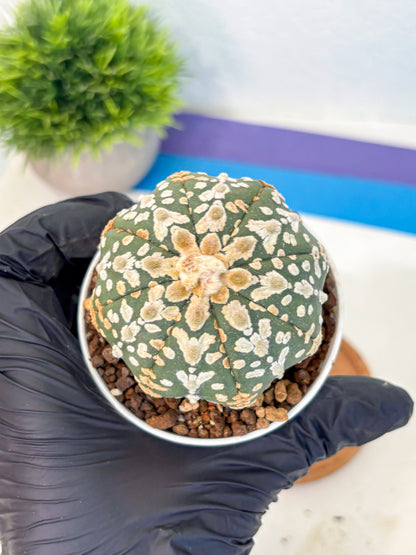 Astrophytum V Type (at5) (11) |  Sea urchin cactus