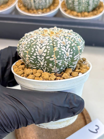 Astrophytum V-Type (at5) (y3) | Rare imported Plant