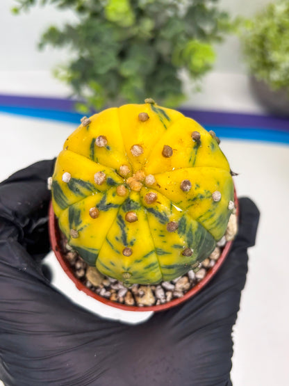 Astrophytum Variegated (T5) (o5) | Nevada Plant Seller | 3" Pot