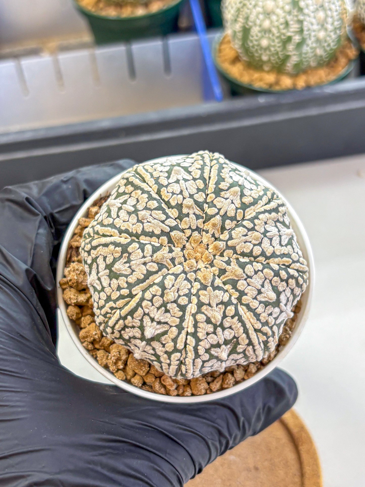 Astrophytum V Type (at2) (12) | Live Plant | Rare Collection