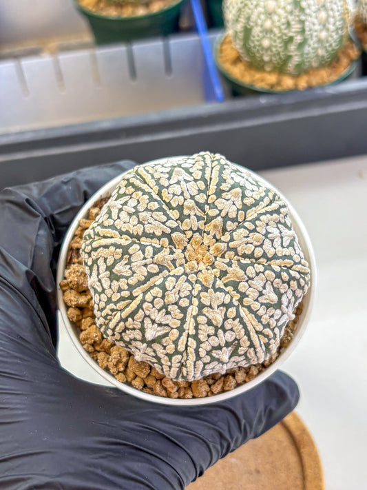 Astrophytum V Type (at2) (12) | Live Plant | Rare Collection