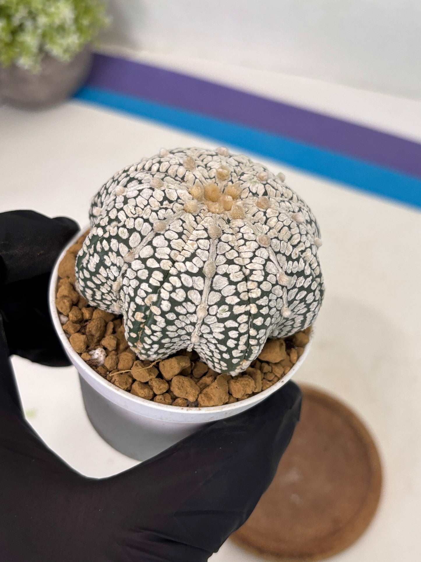 Astrophytum Star Shape (at2) (b6) | Japanese Import