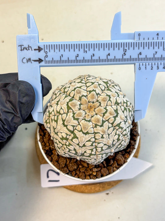 Astrophytum V Type (at5) (12) |  Sea urchin cactus