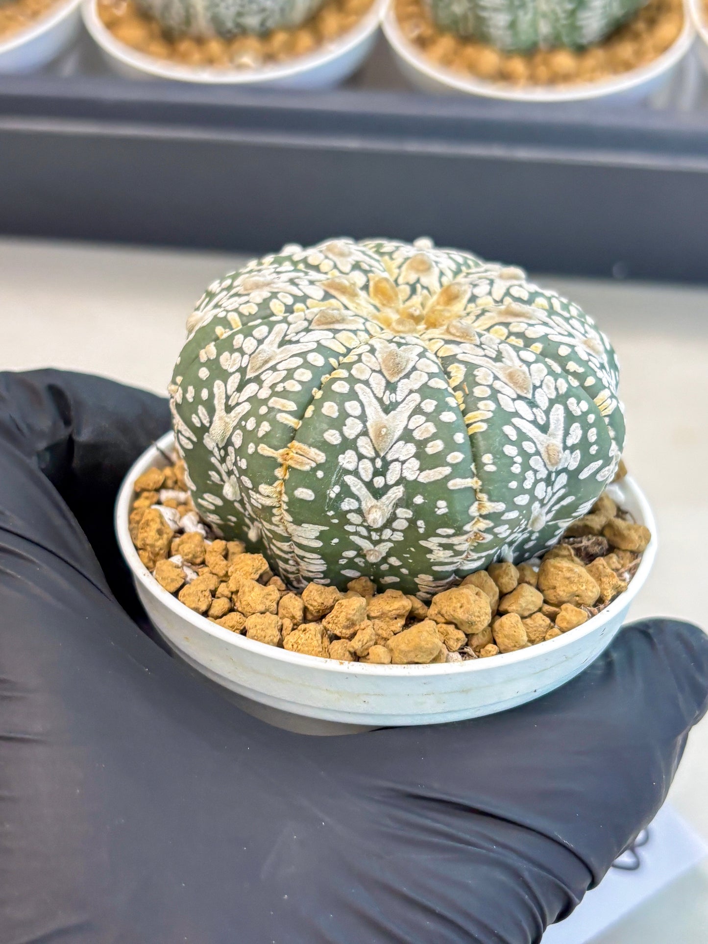 Astrophytum V-Type (at5) (y3) | Rare imported Plant
