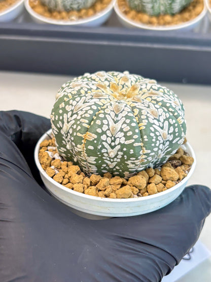 Astrophytum V-Type (at5) (y3) | Rare imported Plant