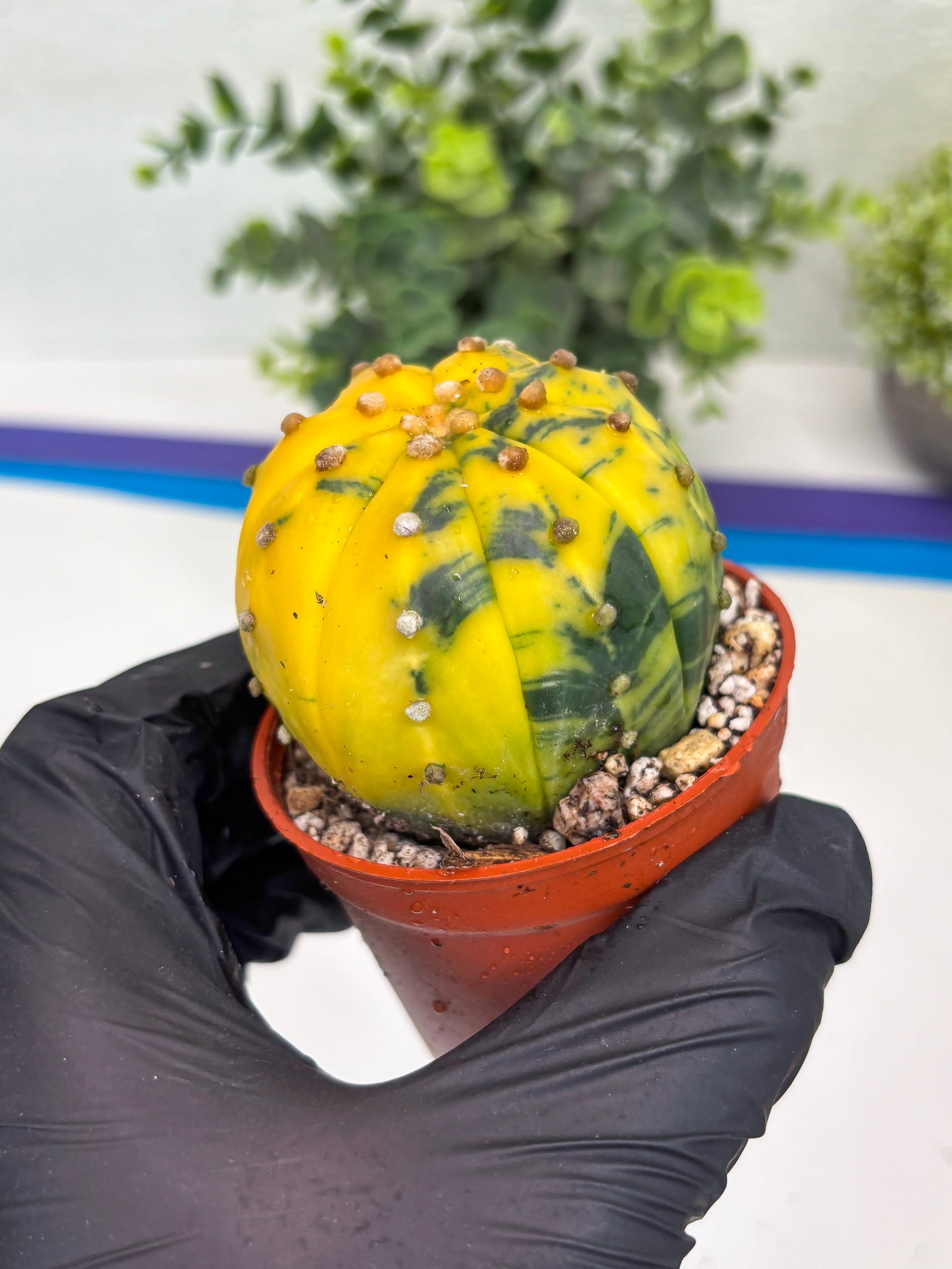 Astrophytum Variegated (T5) (o5) | Nevada Plant Seller | 3" Pot