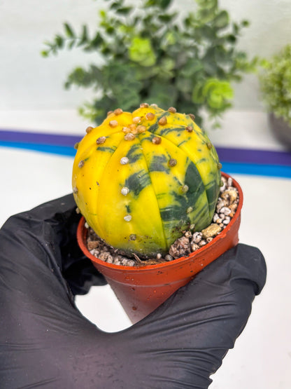 Astrophytum Variegated (T5) (o5) | Nevada Plant Seller | 3" Pot