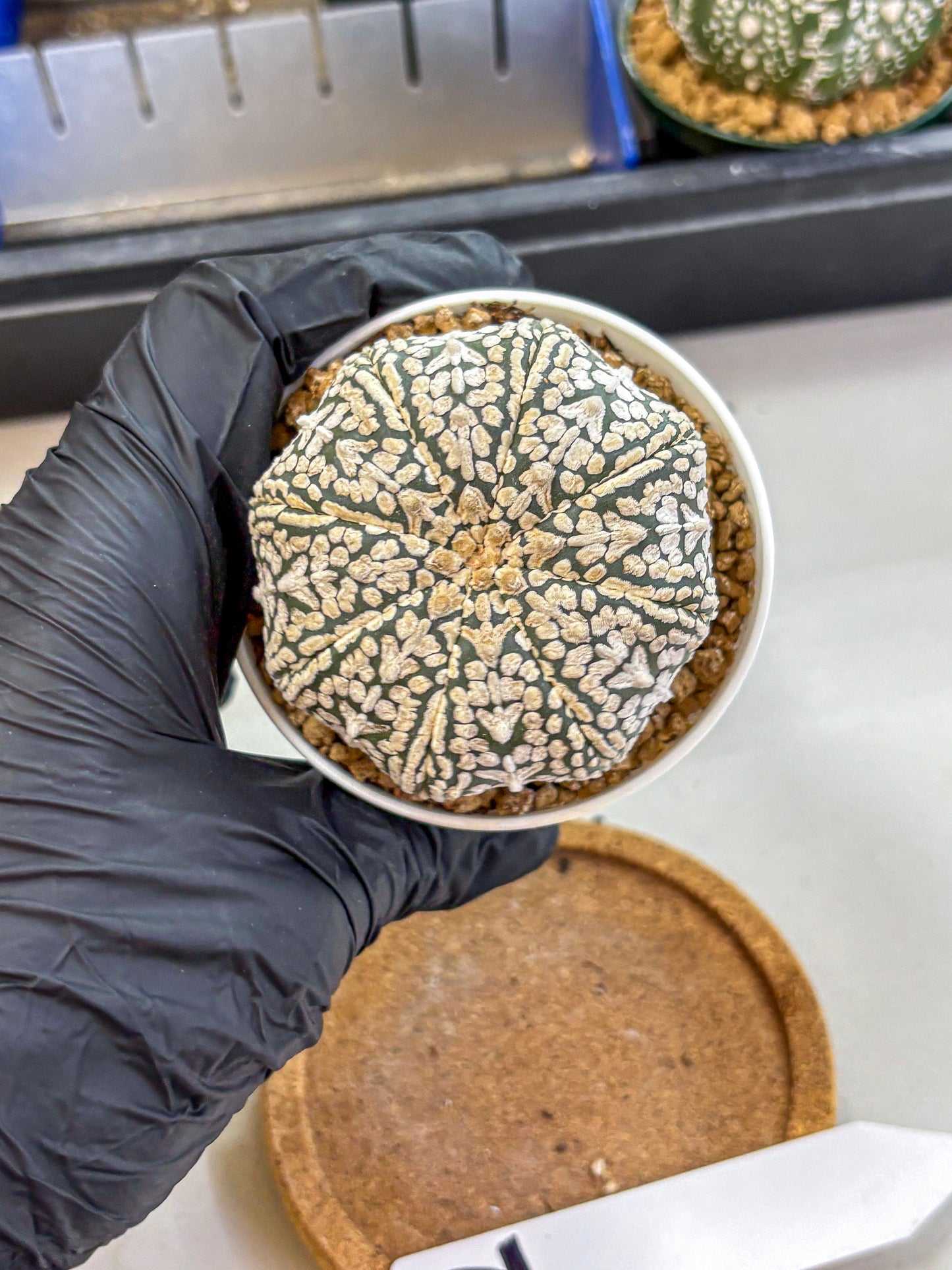 Astrophytum V Type (at2) (12) | Live Plant | Rare Collection