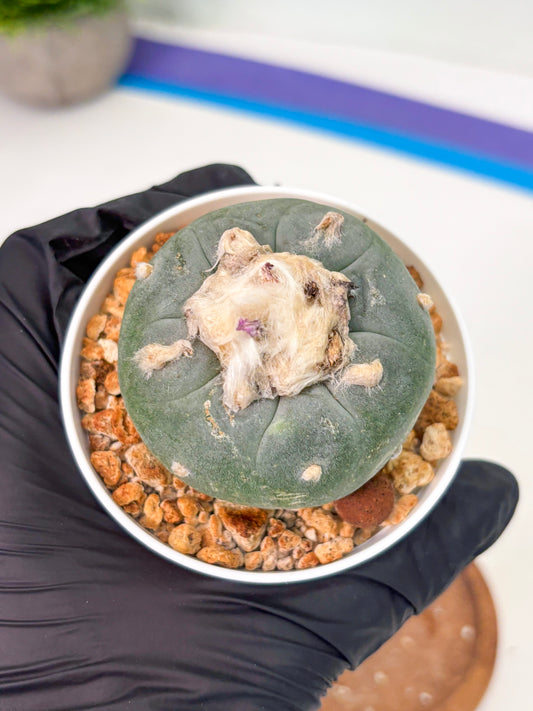 Spineless Cactus (Lo1) (b5) | For Advanced Growers