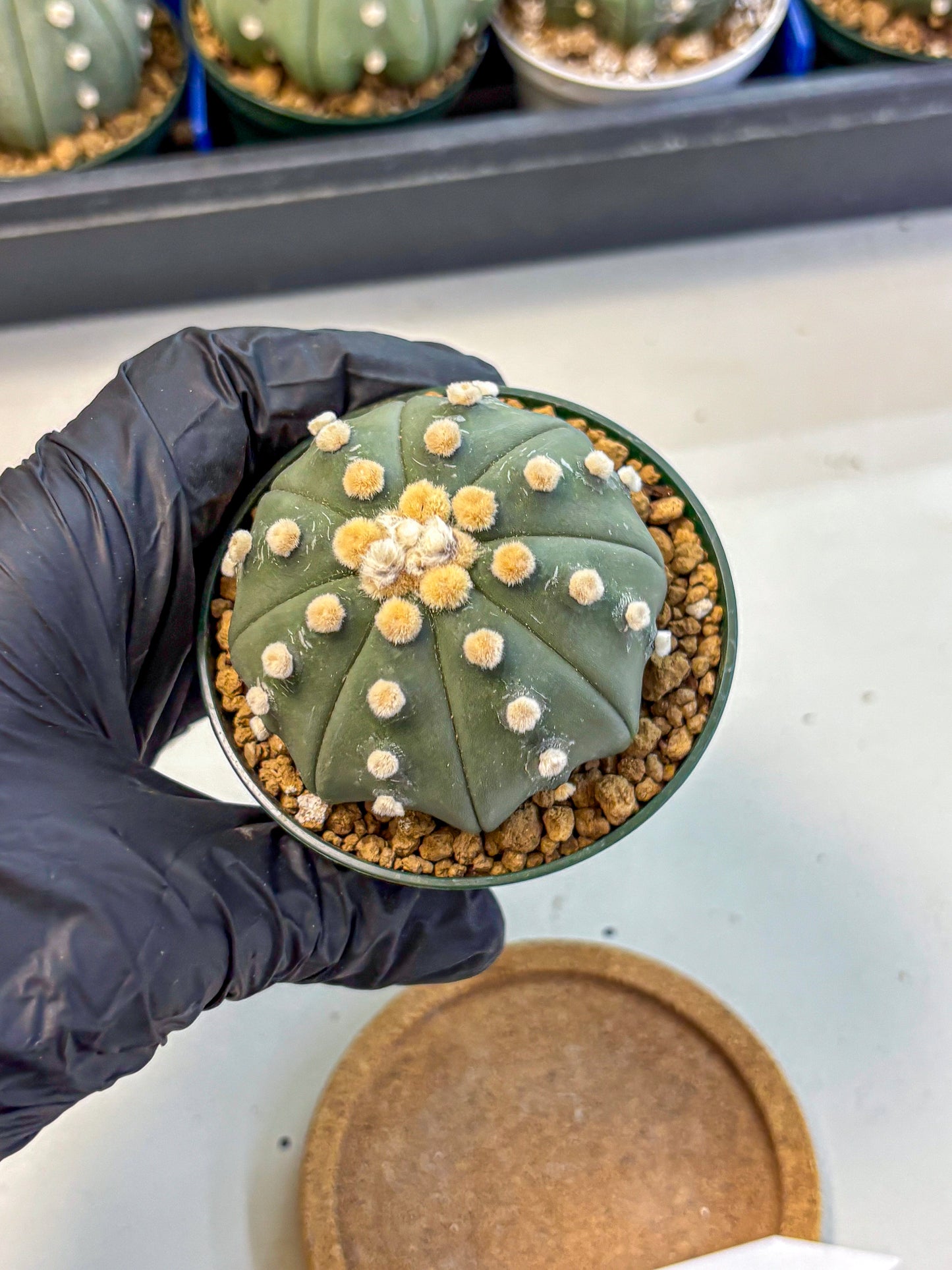 Astrophytum Oobito Nudum (at9) (12) | Cactus Plant