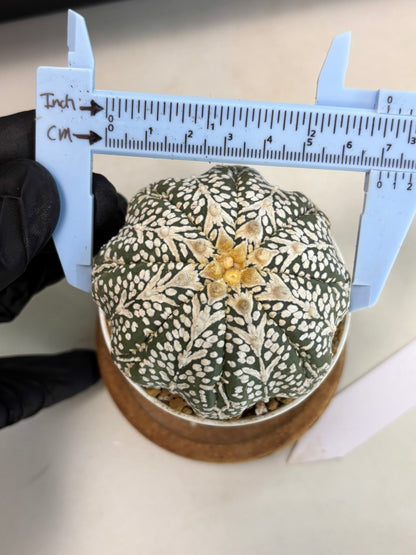 Astrophytum Star Shape (at2) (b7) | Japanese Import