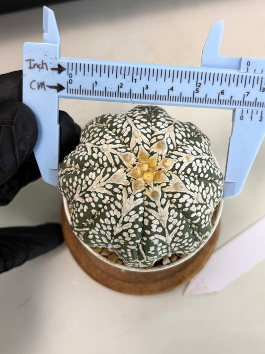 Astrophytum Star Shape (at2) (b7) | Japanese Import