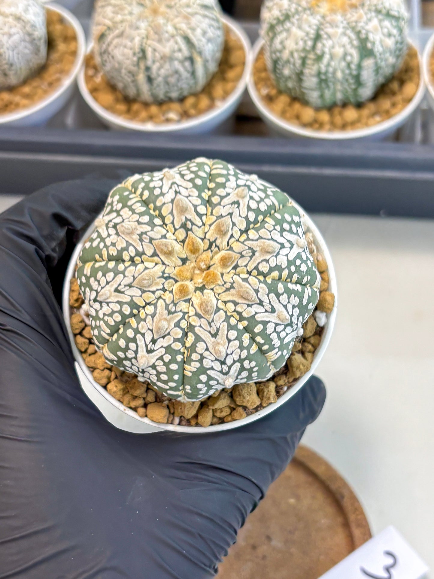 Astrophytum V-Type (at5) (y3) | Rare imported Plant