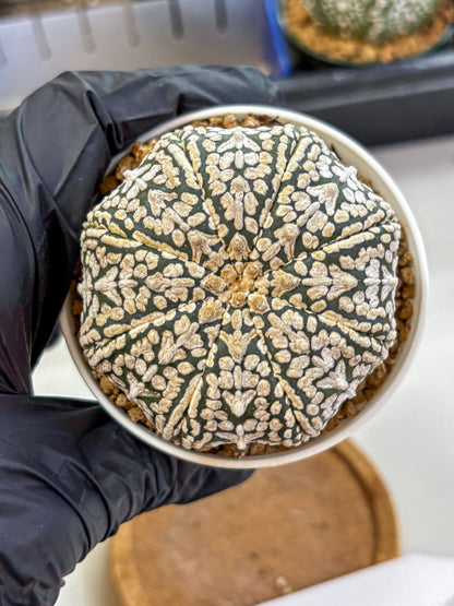 Astrophytum V Type (at2) (12) | Live Plant | Rare Collection