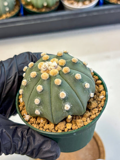 Astrophytum Oobito Nudum (at9) (12) | Cactus Plant