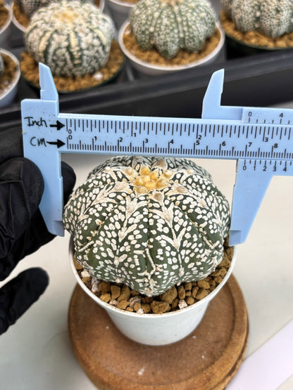 Astrophytum Star Shape (at2) (b7) | Japanese Import
