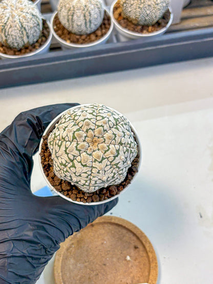 Astrophytum V Type (at5) (12) |  Sea urchin cactus