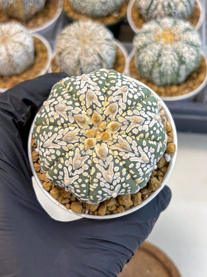 Astrophytum V-Type (at5) (y3) | Rare imported Plant