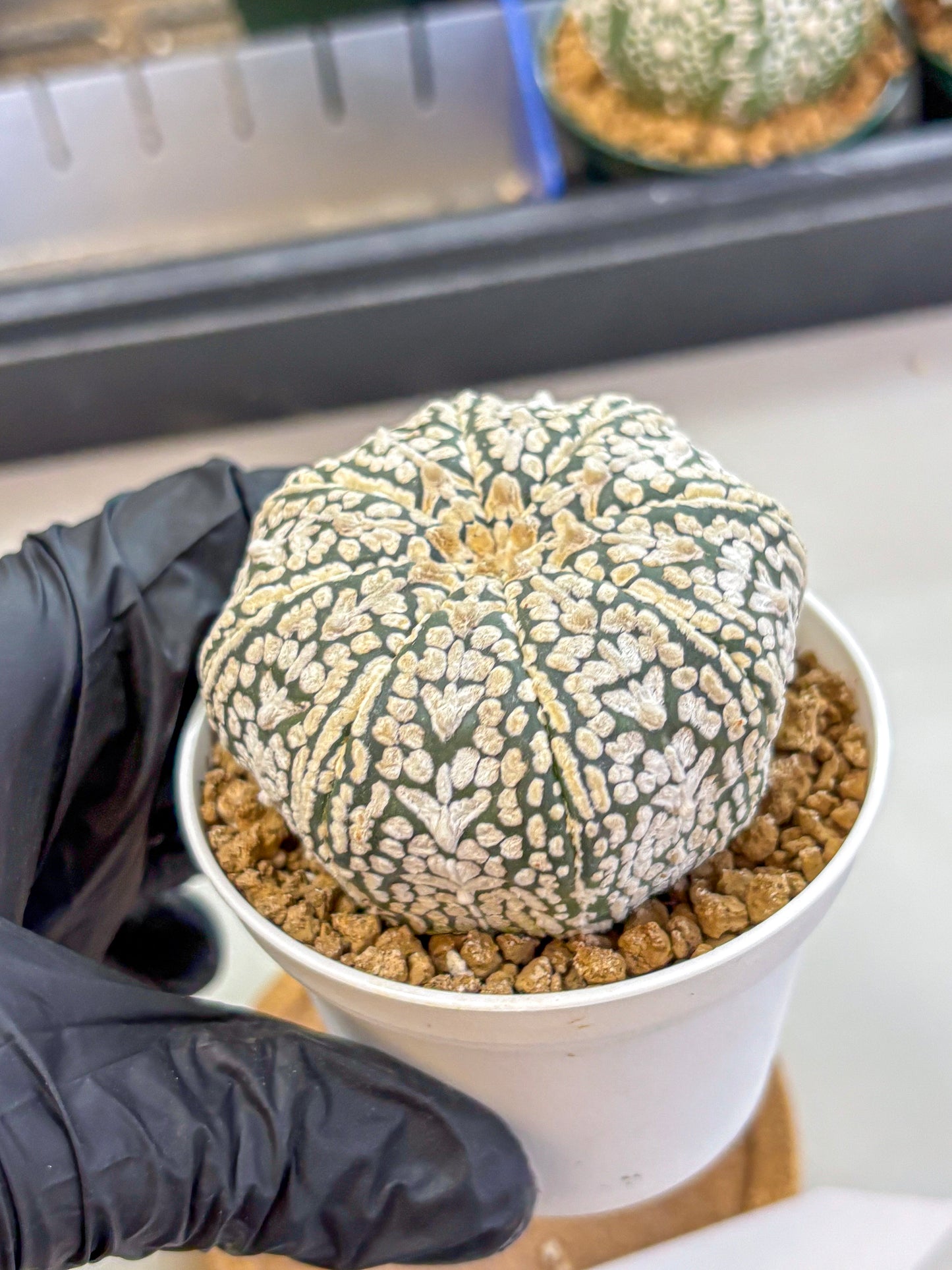 Astrophytum V Type (at2) (12) | Live Plant | Rare Collection