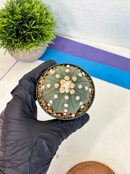 Astrophytum Oobito Nudum (at9) (12) | Cactus Plant