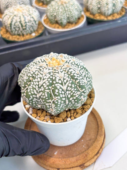 Astrophytum Star Shape (at2) (b7) | Japanese Import