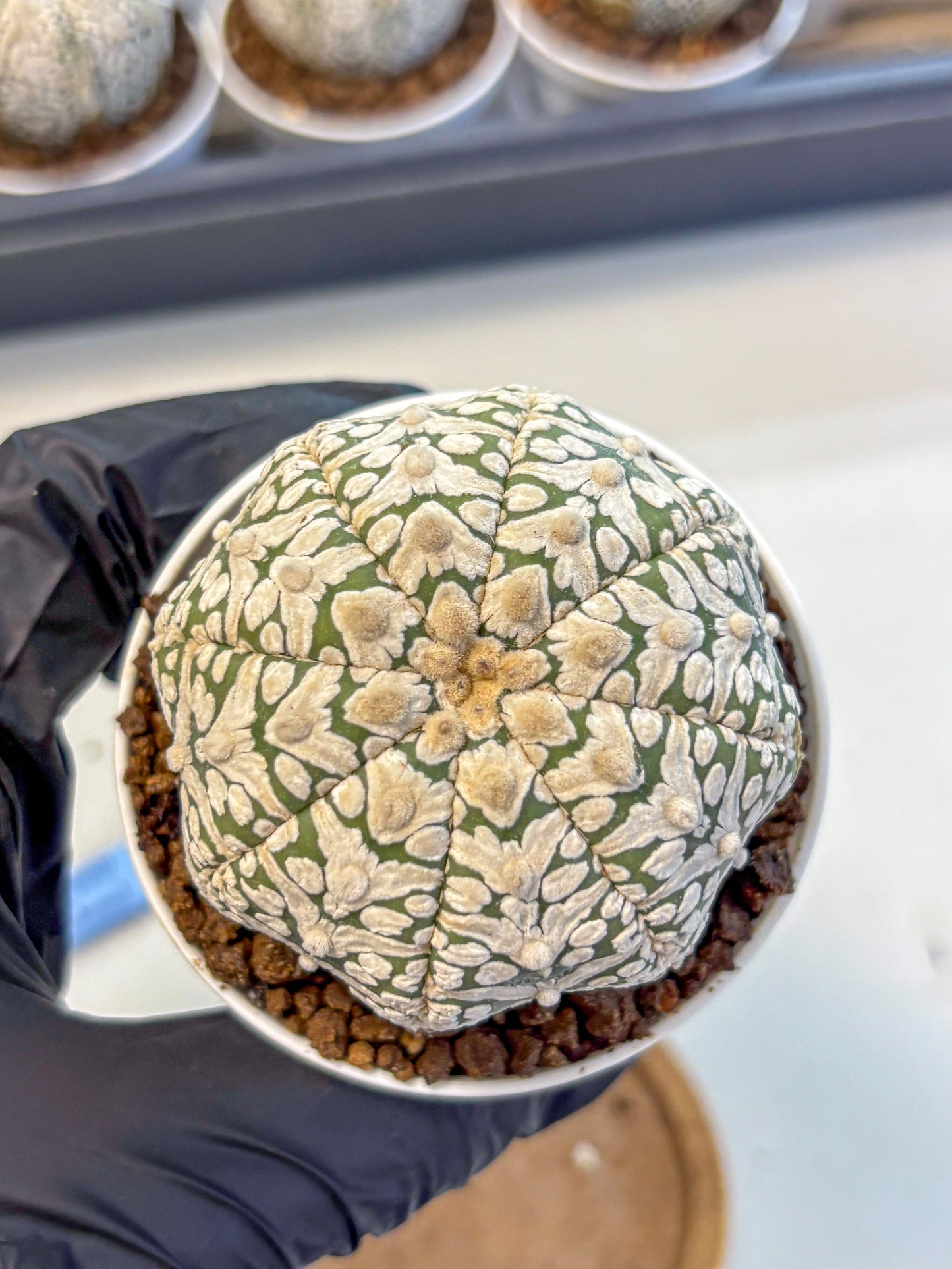 Astrophytum V Type (at5) (12) |  Sea urchin cactus