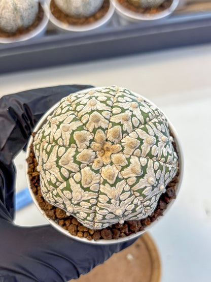 Astrophytum V Type (at5) (12) |  Sea urchin cactus