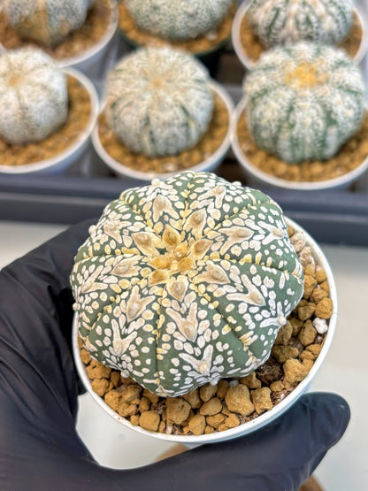 Astrophytum V-Type (at5) (y3) | Rare imported Plant