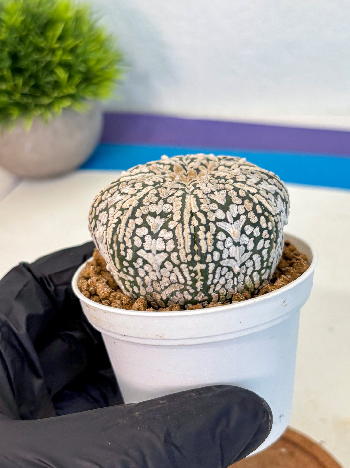 Astrophytum V Type (at2) (12) | Live Plant | Rare Collection