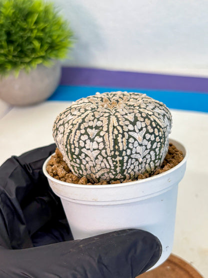 Astrophytum V Type (at2) (12) | Live Plant | Rare Collection