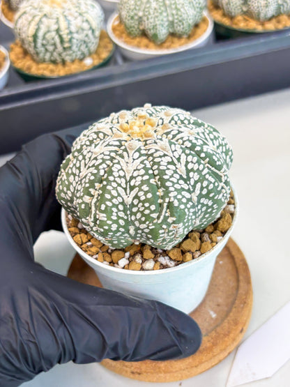 Astrophytum Star Shape (at2) (b7) | Japanese Import