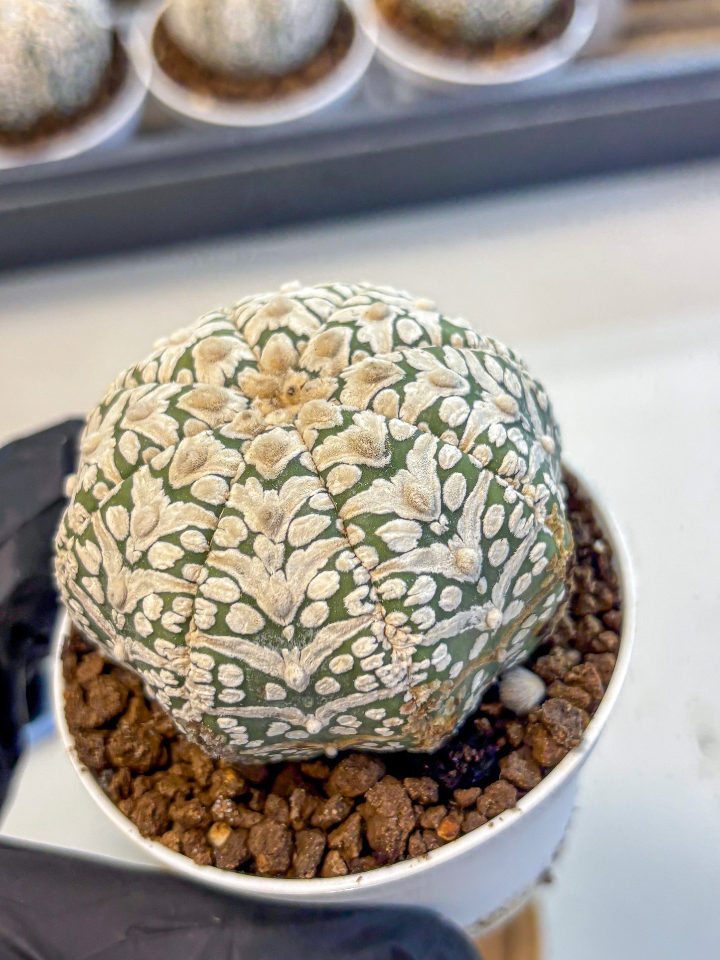 Astrophytum V Type (at5) (12) |  Sea urchin cactus