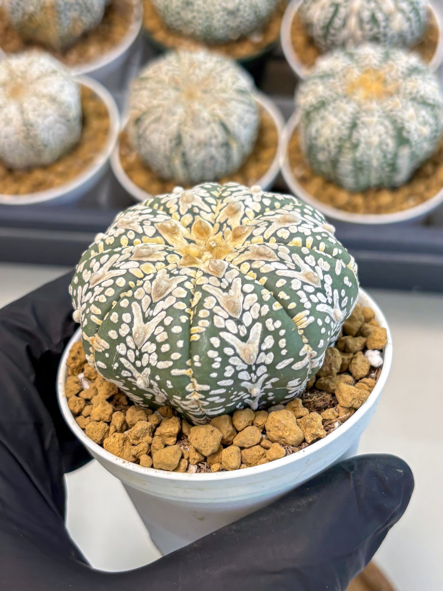 Astrophytum V-Type (at5) (y3) | Rare imported Plant