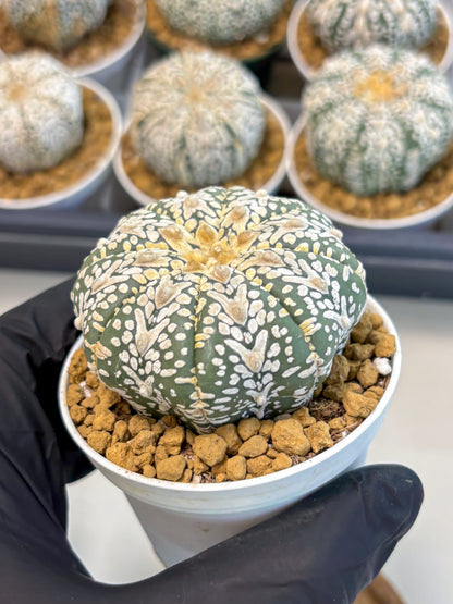 Astrophytum V-Type (at5) (y3) | Rare imported Plant