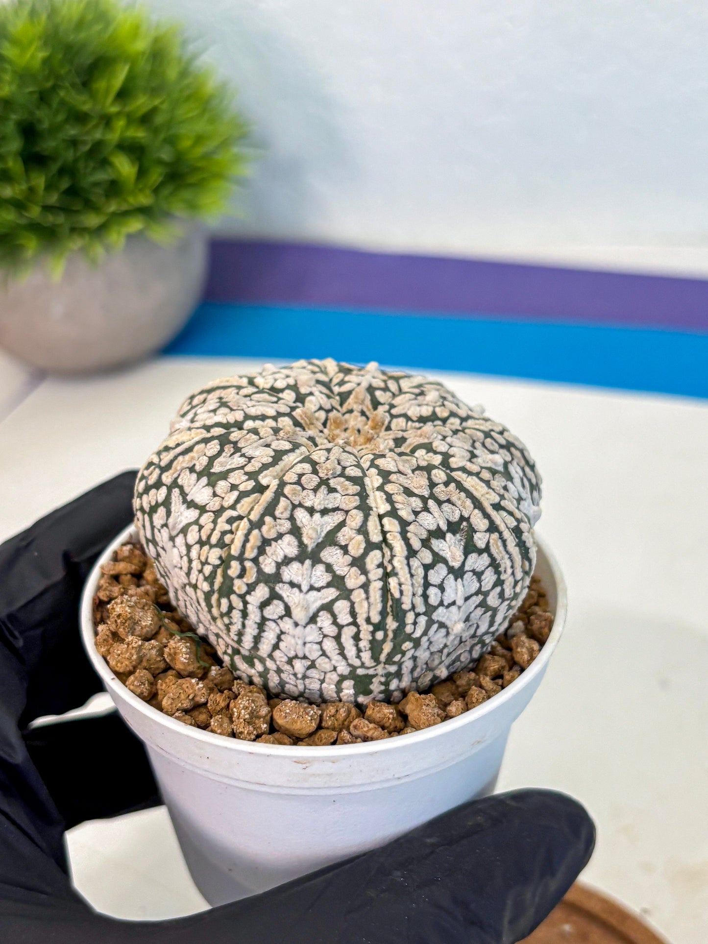 Astrophytum V Type (at2) (12) | Live Plant | Rare Collection