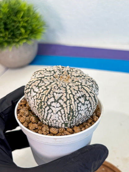 Astrophytum V Type (at2) (12) | Live Plant | Rare Collection