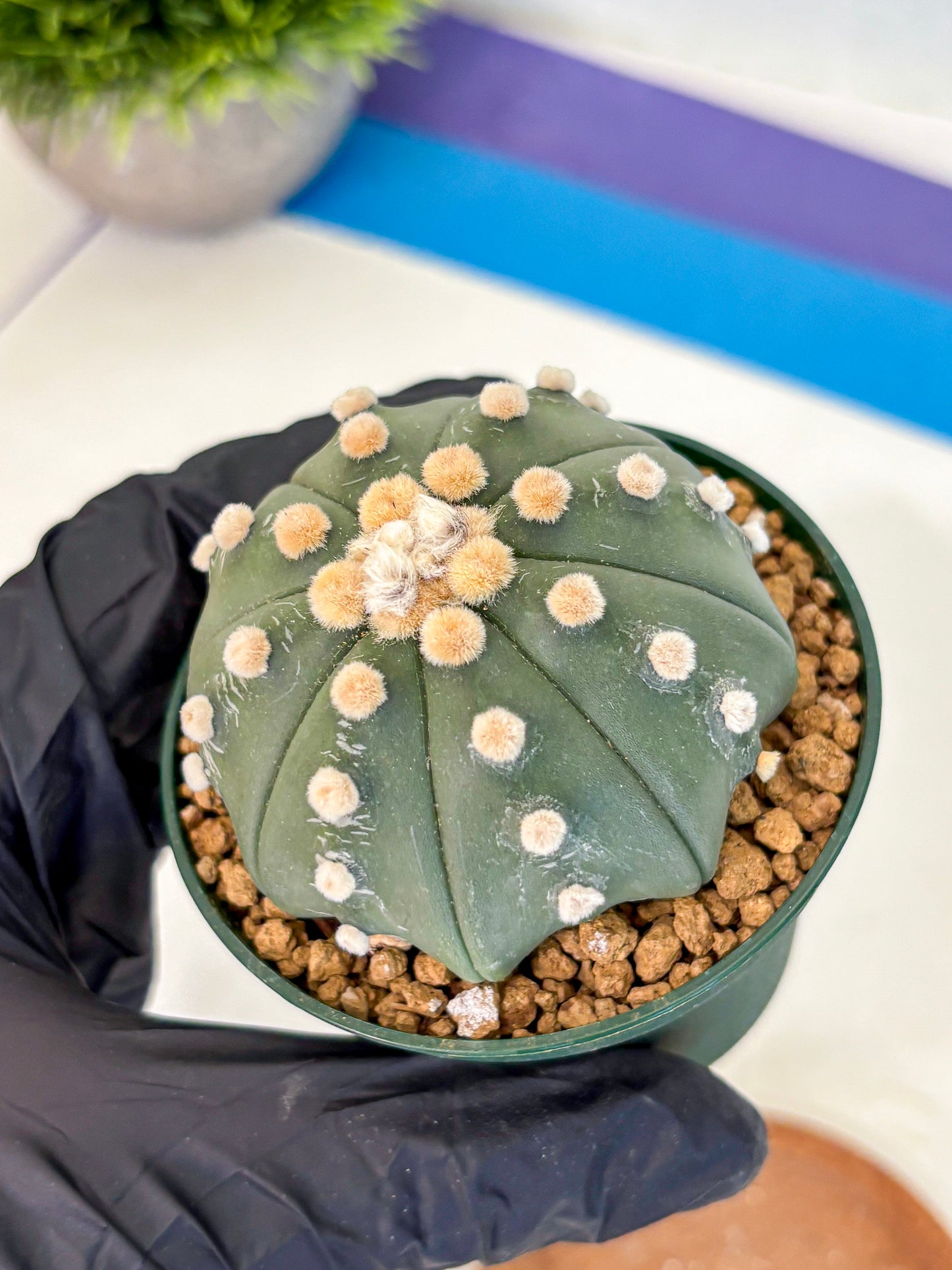 Astrophytum Oobito Nudum (at9) (12) | Cactus Plant