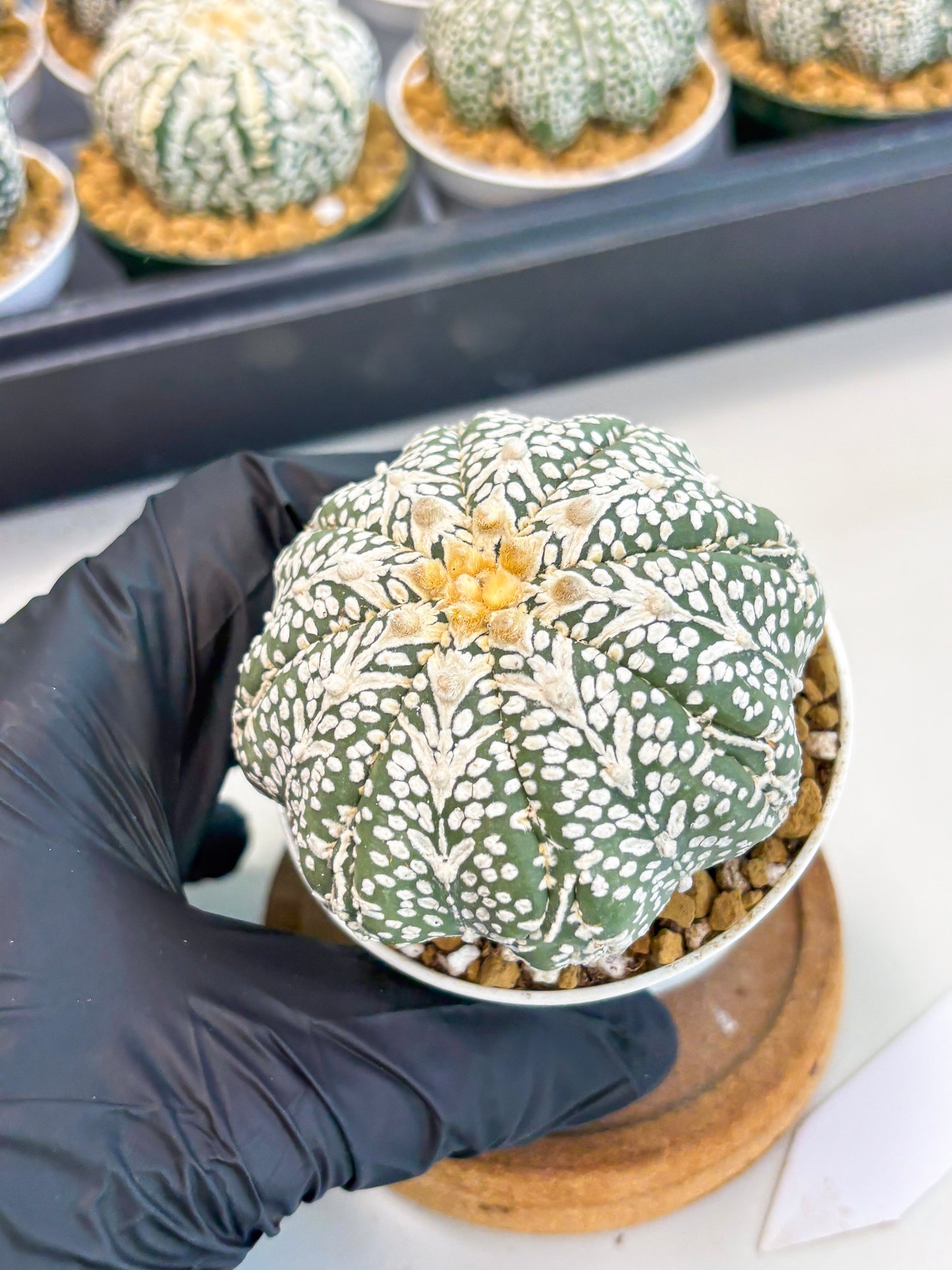 Astrophytum Star Shape (at2) (b7) | Japanese Import