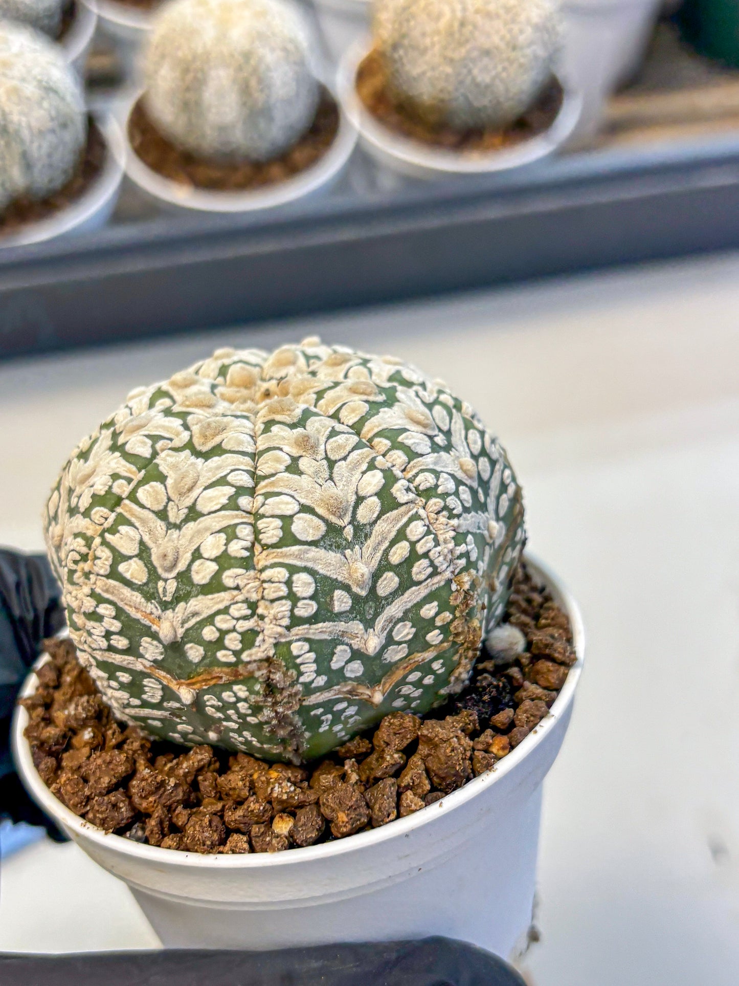 Astrophytum V Type (at5) (12) |  Sea urchin cactus
