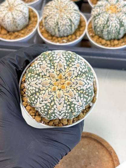 Astrophytum V-Type (at5) (y3) | Rare imported Plant