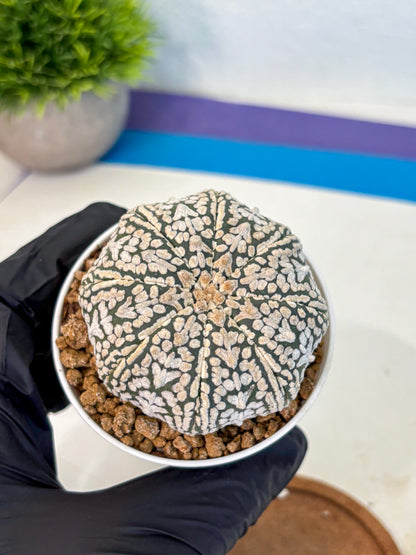 Astrophytum V Type (at2) (12) | Live Plant | Rare Collection