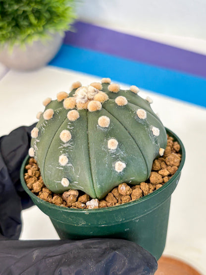 Astrophytum Oobito Nudum (at9) (12) | Cactus Plant