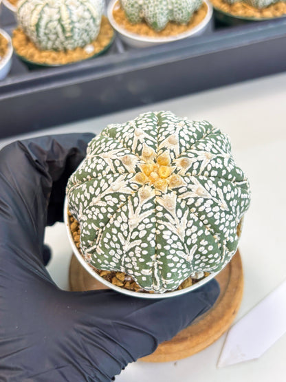 Astrophytum Star Shape (at2) (b7) | Japanese Import