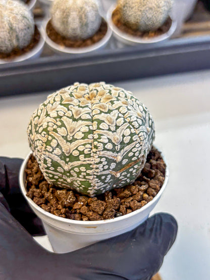 Astrophytum V Type (at5) (12) |  Sea urchin cactus
