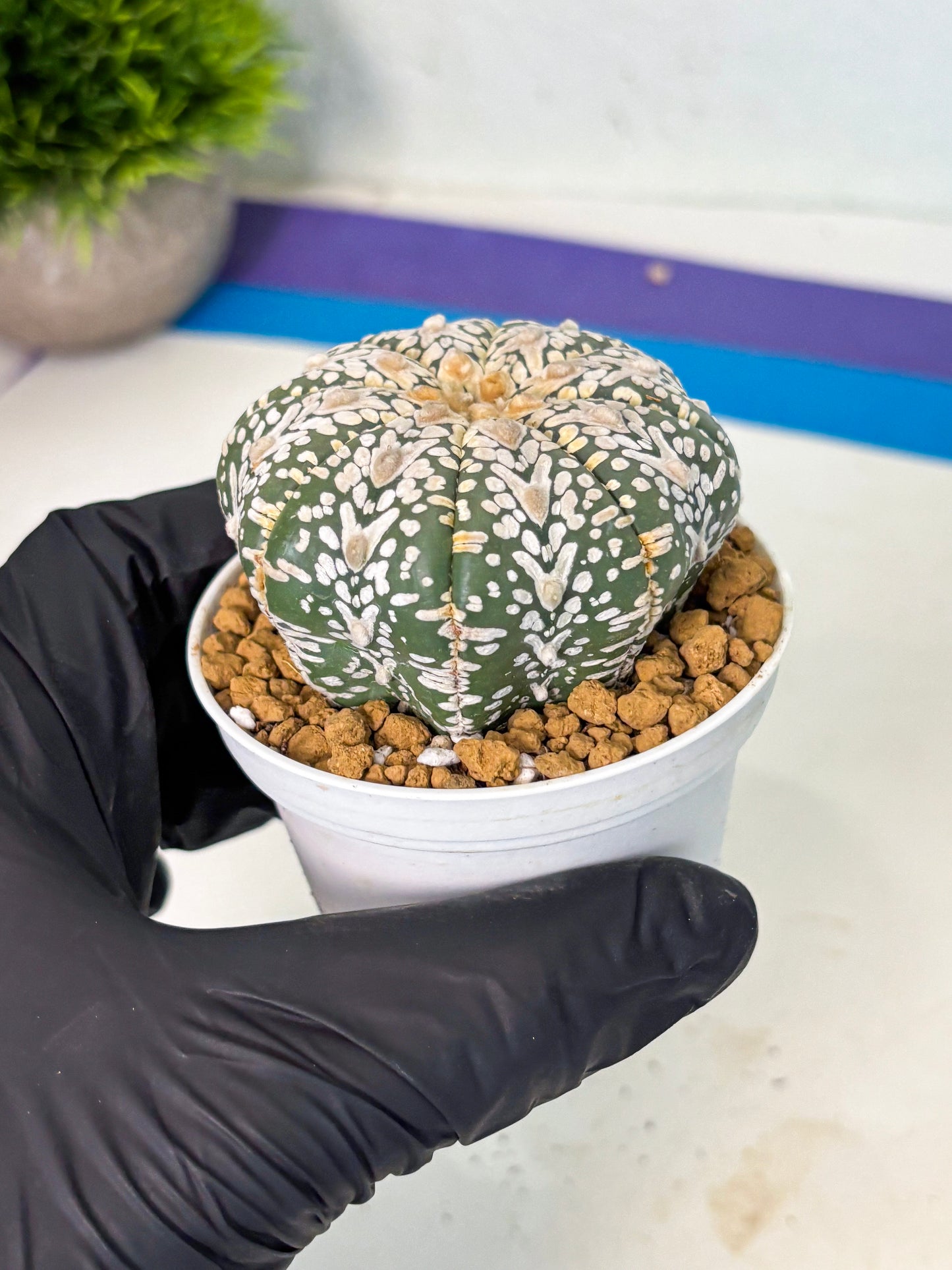 Astrophytum V-Type (at5) (y3) | Rare imported Plant