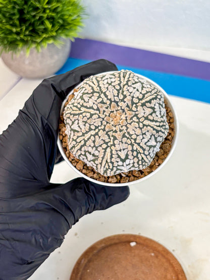 Astrophytum V Type (at2) (12) | Live Plant | Rare Collection