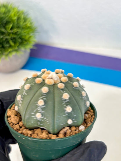 Astrophytum Oobito Nudum (at9) (12) | Cactus Plant