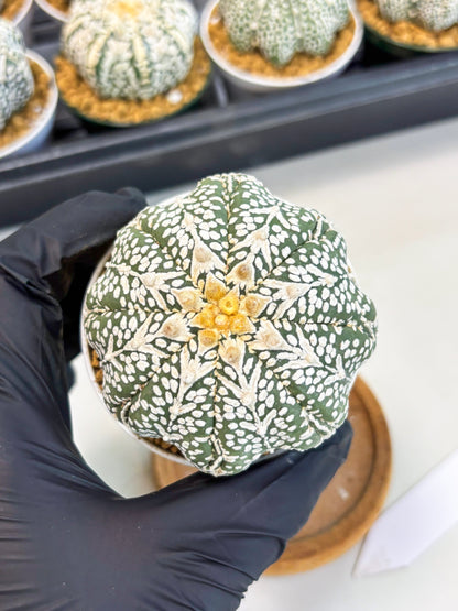 Astrophytum Star Shape (at2) (b7) | Japanese Import