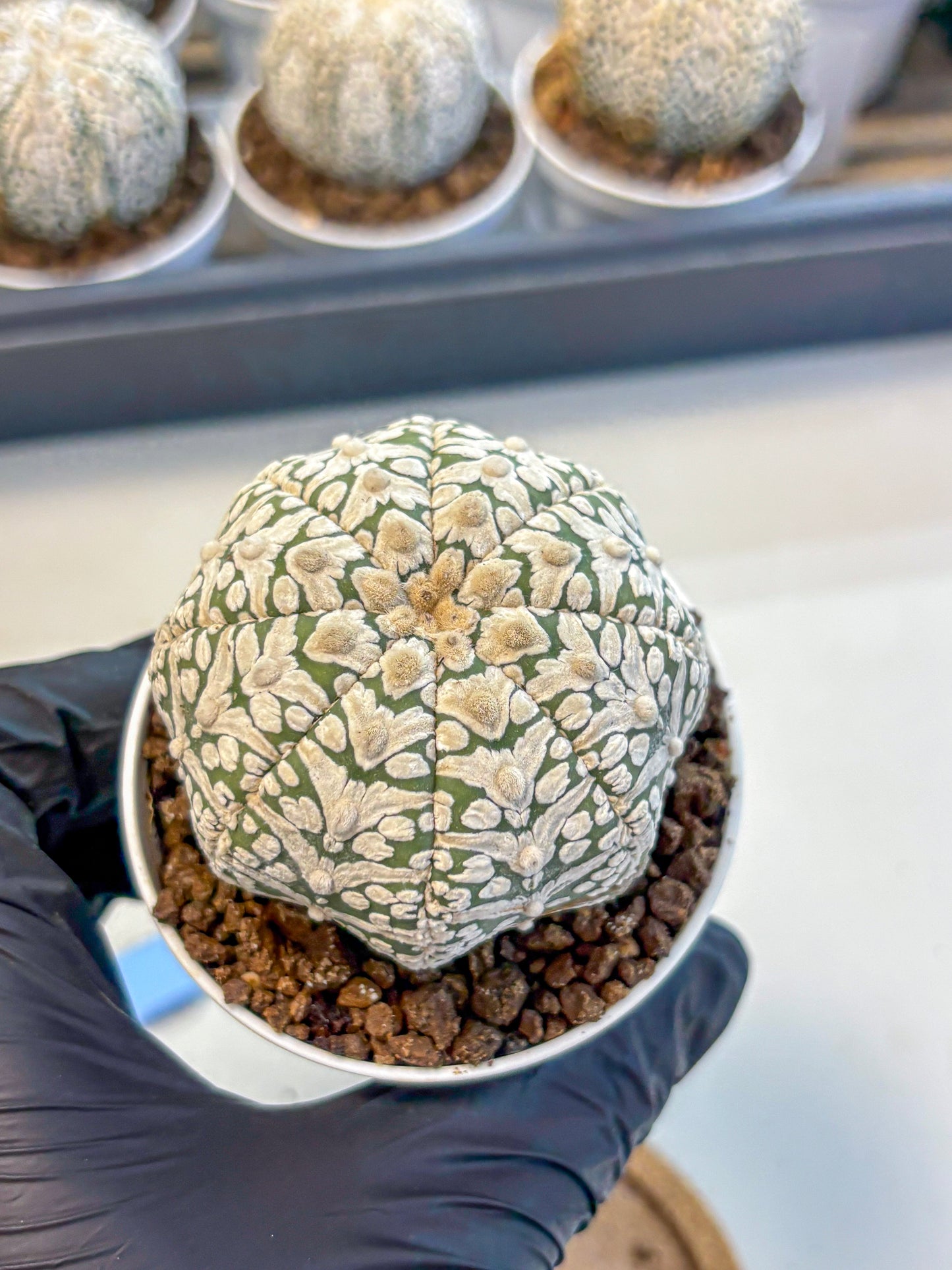 Astrophytum V Type (at5) (12) |  Sea urchin cactus