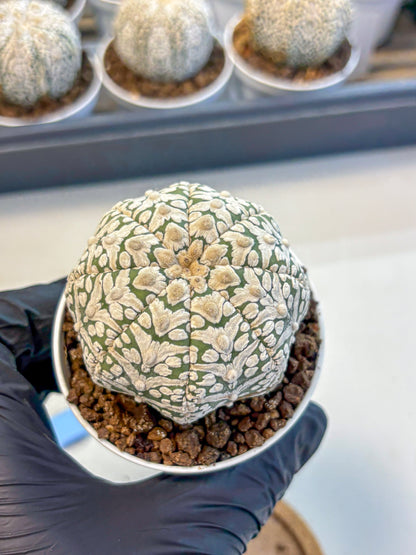 Astrophytum V Type (at5) (12) |  Sea urchin cactus